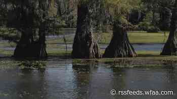 WATCH THE TRAILER HERE: M. Night Shyamalan's 'Caddo Lake' coming to Max on Oct. 10