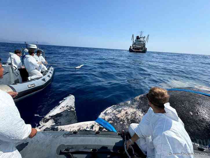 On vous explique pourquoi le cadavre de ce cachalot découvert au large d'Antibes ne profitera pas aux scientifiques