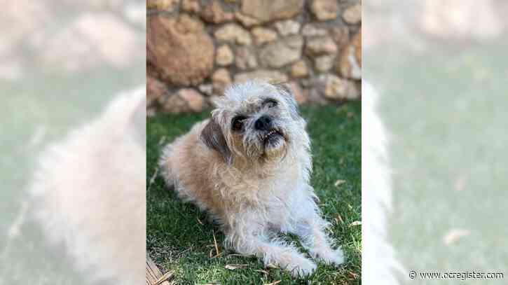 Terrier mix Katt is a real charmer