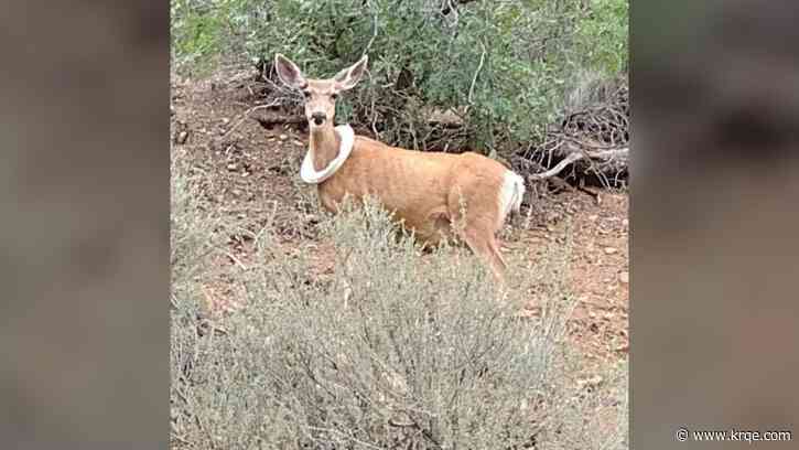 Wildlife officers free deer from 'necklace' after nearly 3 weeks