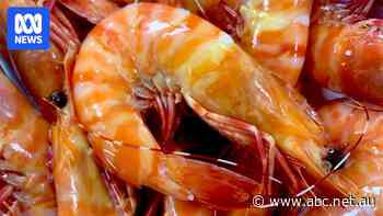 Aussies urged to splurge on local wild-caught tiger prawns, as export market wanes