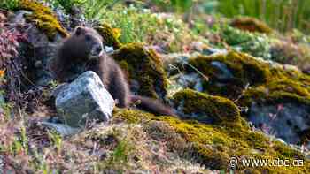 Endangered Vancouver Island marmot numbers get a boost