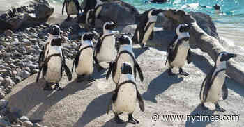 Mr. Greedy, an African Penguin With 230 Descendants, Dies at 33