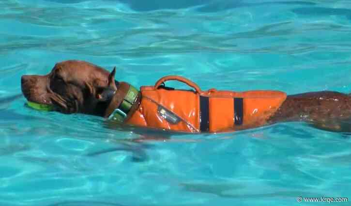 Pups hit Albuquerque pool for last time in 2024