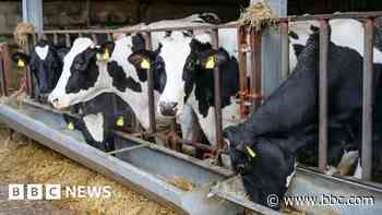 Bluetongue outbreak extends to Essex