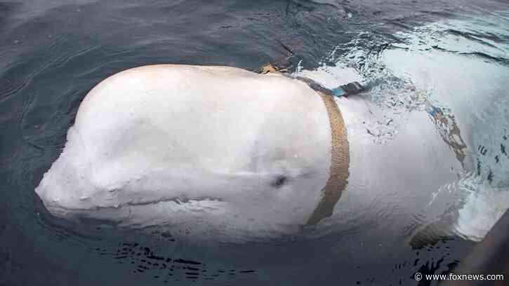 Was a beloved whale suspected of being a Russian ‘spy’ killed in Norway?