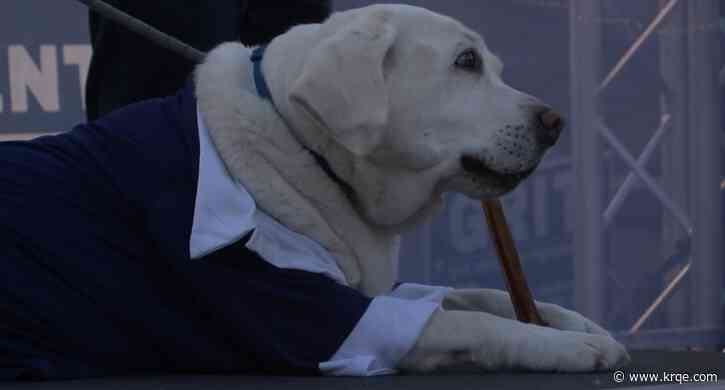 Grit the Dog for President: Labrador campaigns to raise funds for ABQ non-profit