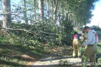 Afgerukte takken en omgewaaide bomen: “De regio rond Watervliet lijkt het zwaarst getroffen”