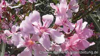 Blütenpracht bis in den Herbst: So gedeiht Ihr Oleander