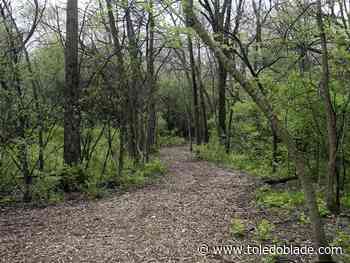 Go on a Black Swamp Glow Roll in Bowling Green