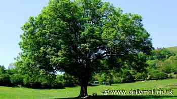 The tree that's fit for a king! As scientists launch a desperate bid to save it from extinction, the fascinating natural history of the forest giant that helped defeat the French at Agincourt (and makes the world's best salad bowls)