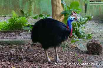 Chick of ‘world’s most dangerous bird’ hatches in the Cotswolds