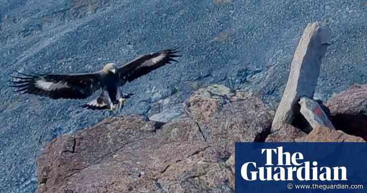 Golden eagle killed in Norway after attack on toddler in farmyard