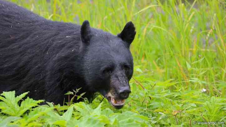 New research hopes to find better ways to manage interactions between Juneau’s black bears and people