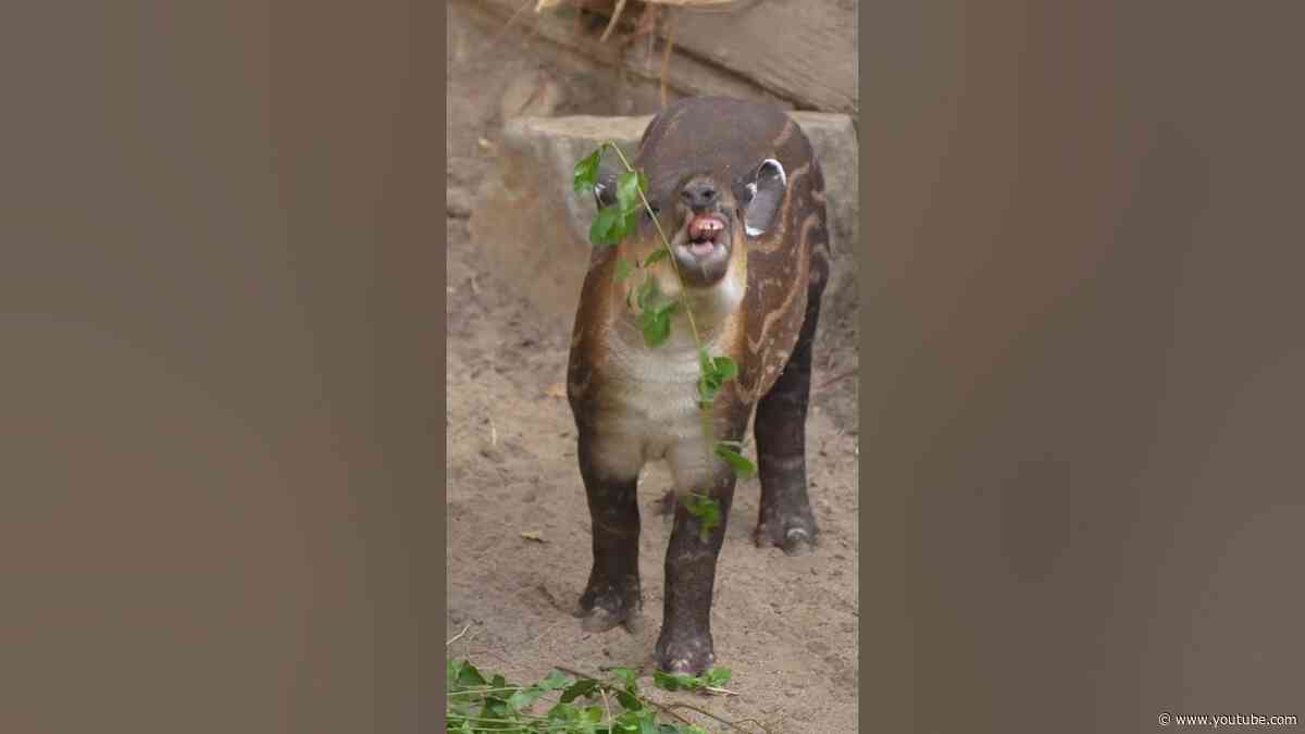 Soona the Tapir