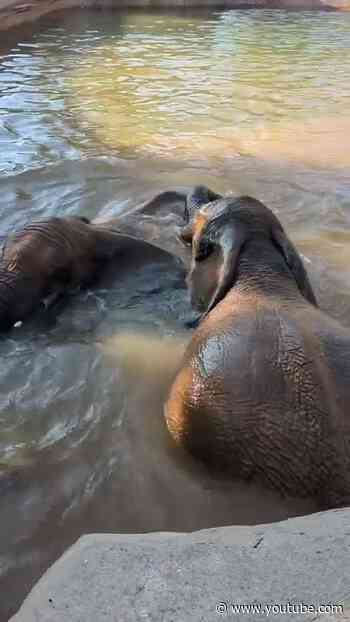 Elephant Pool Party #shorts