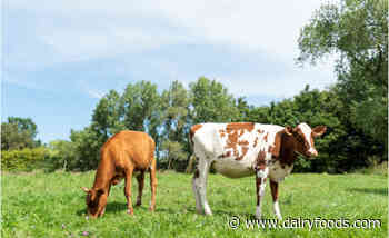 What’s the impact of Avian flu on dairy farms?