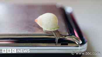 Snails bred in Edinburgh Zoo sent to re-populate species in French Polynesia