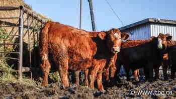 Canada's cattle herd is the smallest in decades. Here's what that means for Alberta ranchers