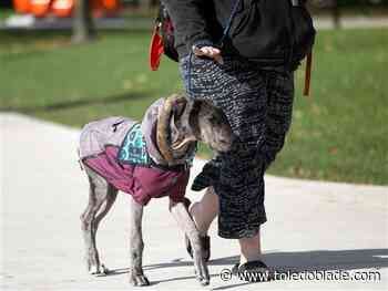 Dog Day Afternoon planned at Bowling Green park