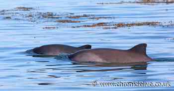 Increase in whale and dolphin sightings reported on Newcastle Amsterdam ferries