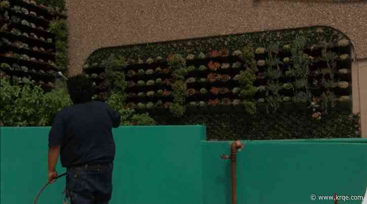 City of Albuquerque unveils plant wall in downtown parking lot