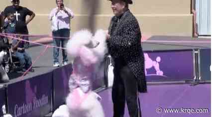 Cartoon Poodles perform daily at New Mexico State Fair