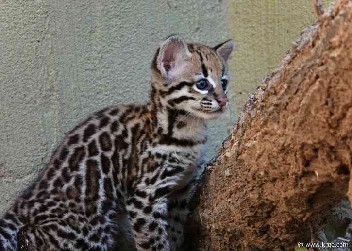 ABQ BioPark gives update on Ocelot kitten