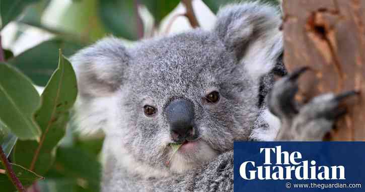 Marsupial of the year heats up as koala and glider take on animal that mates itself to death