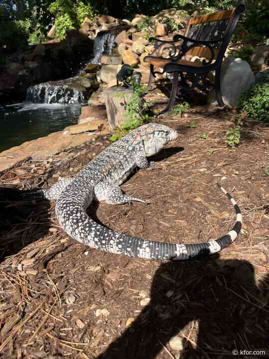 4-foot long lizard reunited with family after disappearing in Edmond neighborhood