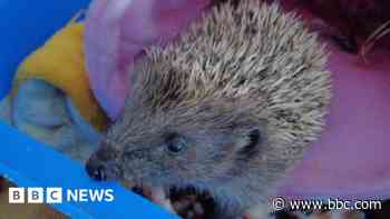 Region's volunteer hedgehog rescuers 'in crisis'