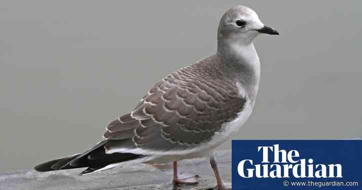 Birdwatch: Storm Lilian brings a Sabine’s gull to Somerset