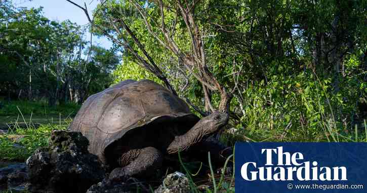 Giant tortoises in Seychelles face threat from luxury hotel development