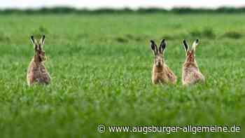 Unbekannte stehlen Hasen aus einem Garten in Senden