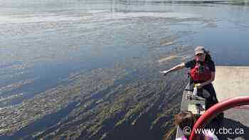 Invasive zombie plant takes hold in St. John River