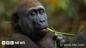 Self-medicating gorillas may hold new drugs clues