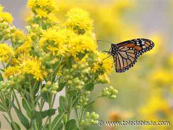 Wildlife center using festival to celebrate, track monarch butterflies