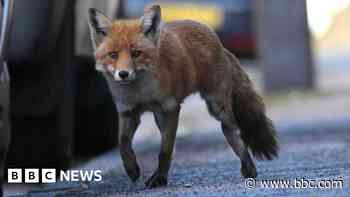 Dead fox found in Orkney which has no known fox population