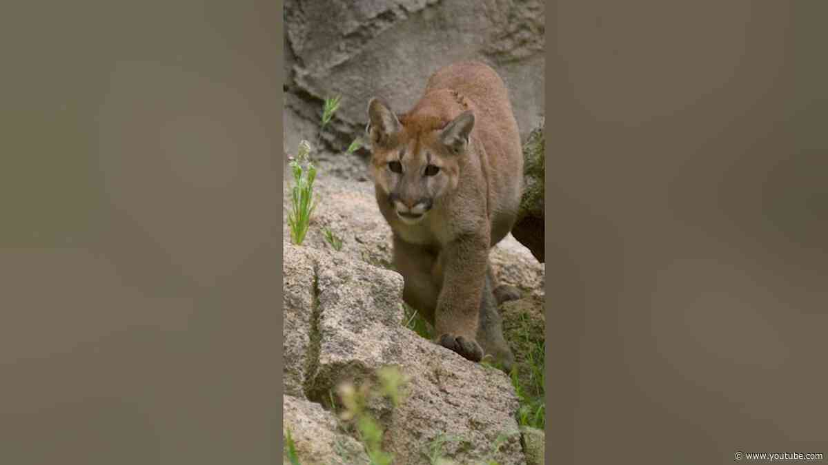 Mountain Lion Cubdate