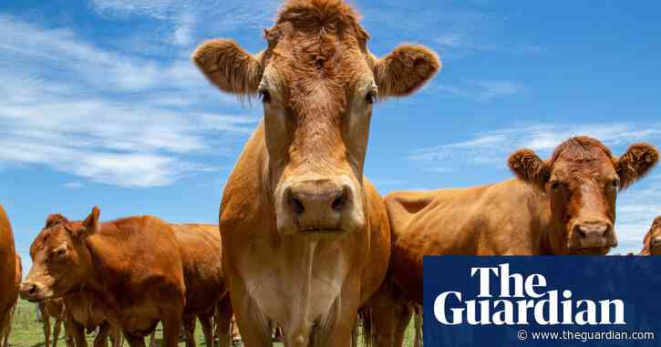 The hell and horror of cow attacks: ‘I told my husband to leave me to die’