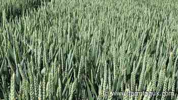 Long-awaited winter wheat variety &#39;SY Cheer&#39; launches in autumn