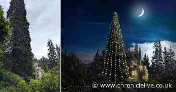 Northumberland National Trust property to host UK's tallest living Christmas tree