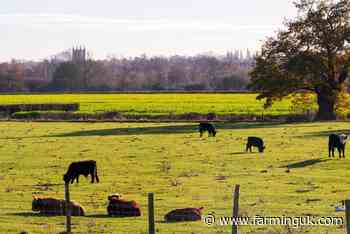 Beef exports to EU could &#39;cease&#39; due to UK government inaction