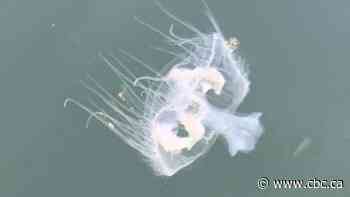 Invasive peach blossom jellyfish spreading through B.C. waterways