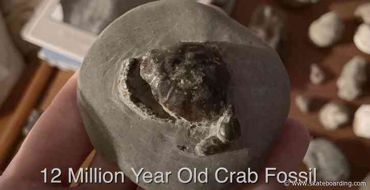 Finding a 12 Million Year Old Fossil with Cory Kennedy