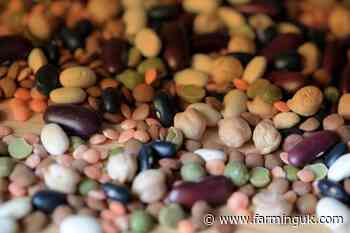 Researchers win &#163;3m for UK-grown climate resilient legume crops