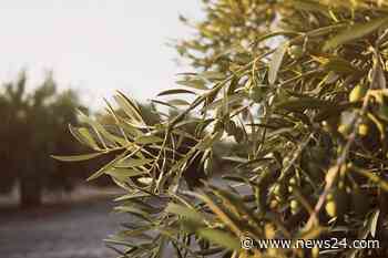 News24 | Leading olive oil producer Spain turns to olive stones for fuel