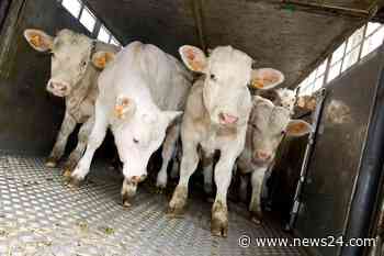 News24 | Australian farmers protest animal, environment policies they say harm them