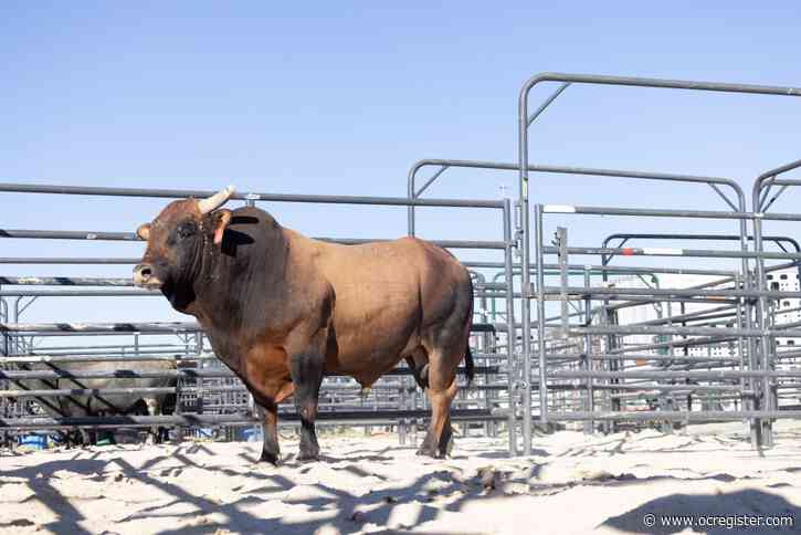 Star of the PBR show, bull Ricky Vaughn survived near-death illness