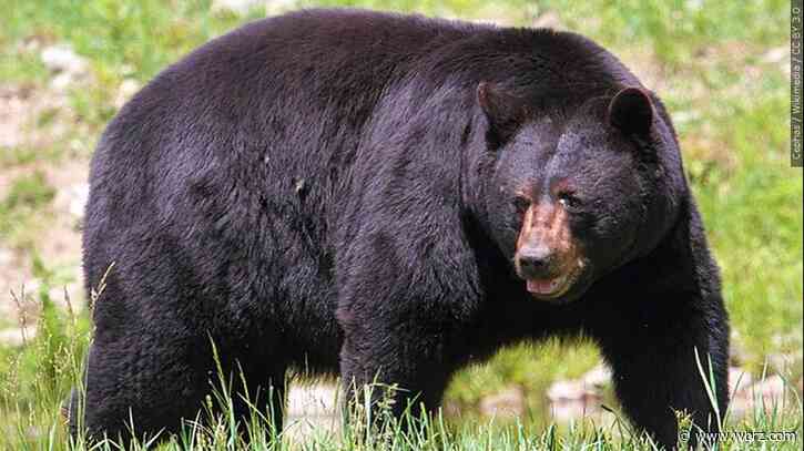 Louisiana warns Francine may have chased bears, gators, feral hogs toward humans